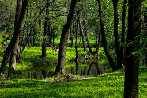 Spring landscape of the park with a river Stock Photos