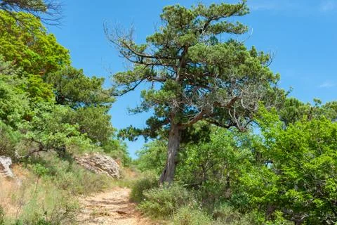 Spring landscape with pedestrian path in Cape Martyan natural reserve, Crimea Stock Photos