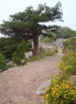 Spring landscape Stock Photos