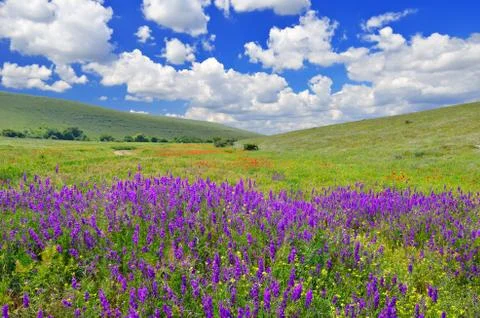 Spring landscape Stock Photos