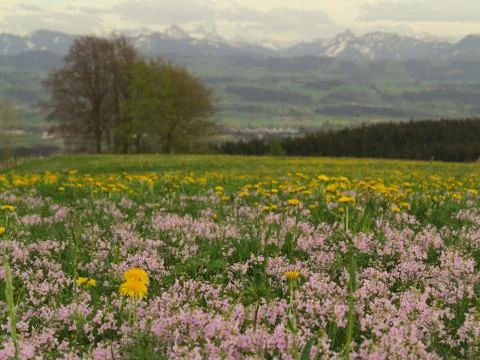 Spring landscape Stock Photos