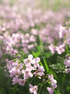 Spring landscape Stock Photos