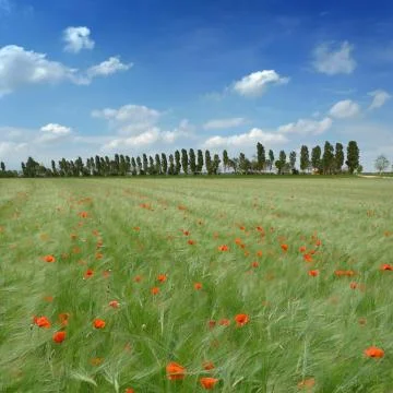 Spring landscape Foto stock