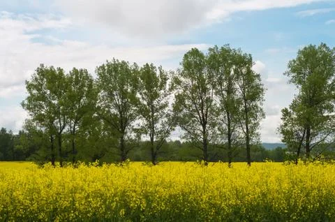Spring landscape Фото