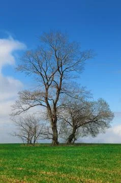 Spring landscape Stock Photos