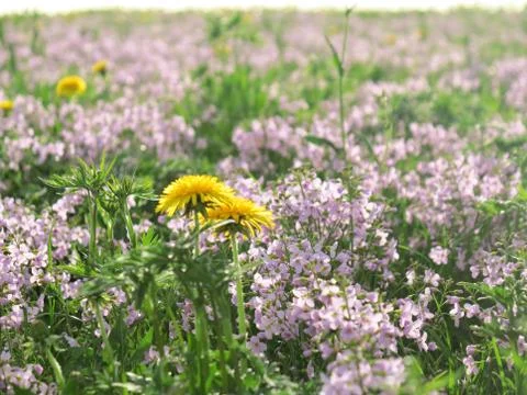 Spring landscape Stock Photos