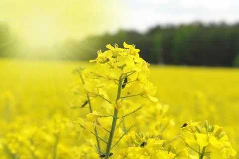 Spring landscape Stock Photos