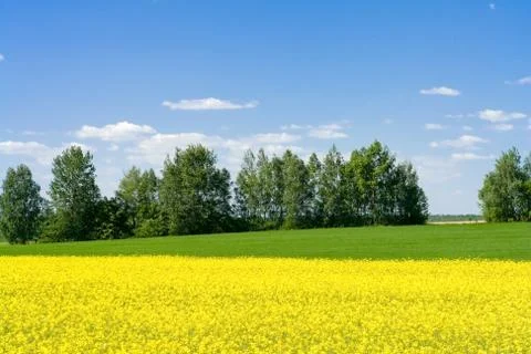 Spring landscape Stock Photos