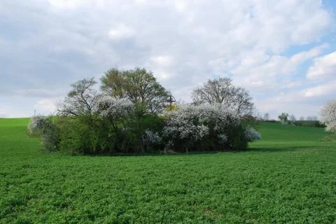 Spring landscape Foto stock