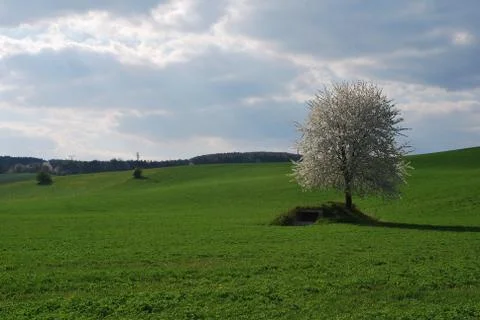 Spring landscape Stock Photos