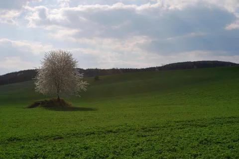 Spring landscape Stock Photos