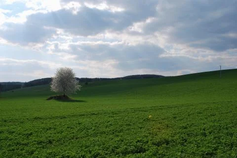 Spring landscape Stock Photos