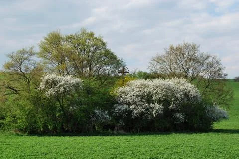 Spring landscape Stock Photos