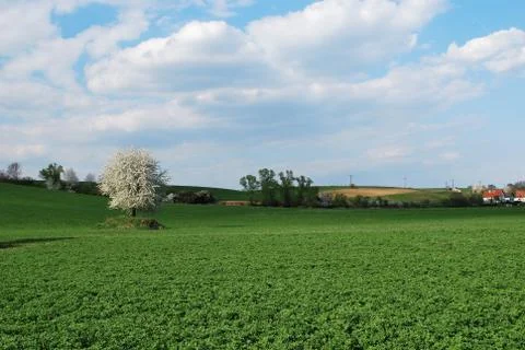 Spring landscape Stock Photos