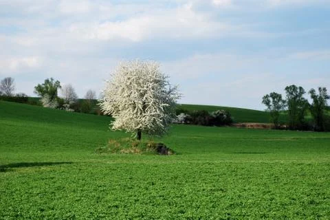 Spring landscape Stock Photos