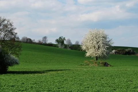 Spring landscape Stock Photos