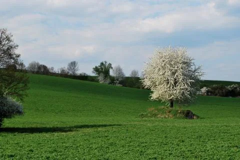 Spring landscape Stock Photos
