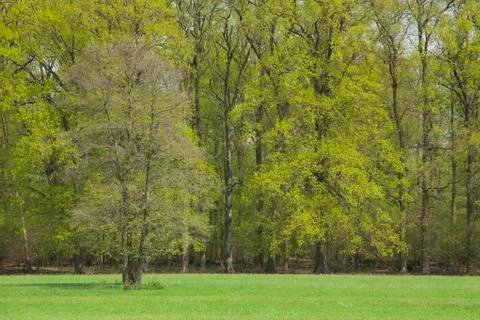 Spring landscape Stock Photos