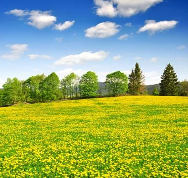 Spring landscape Stock Photos