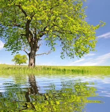 Spring landscape Stock Photos