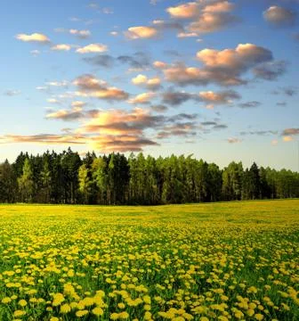 Spring landscape Stock Photos