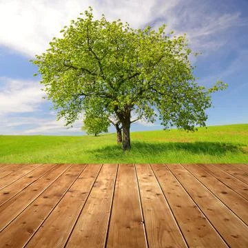Spring landscape Stock Photos
