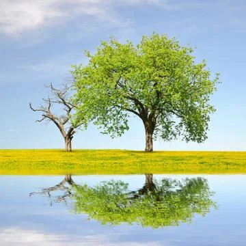 Spring landscape  Foto stock