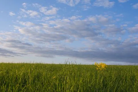 Spring landscape Foto stock