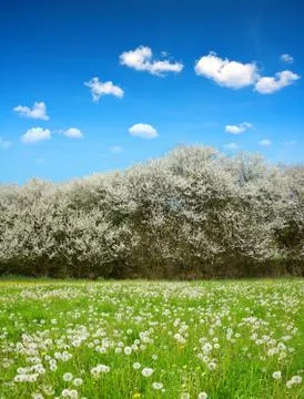 Spring landscape Stock Photos