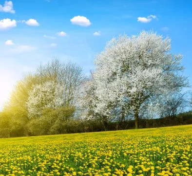 Spring landscape Stock Photos