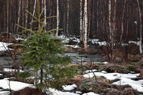 Spring landscape Stock Photos