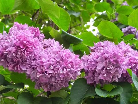 Spring landscape Stock Photos