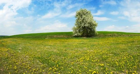 Spring landscape Foto stock