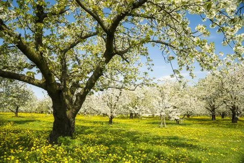 Spring landscape Stock Photos