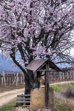 Spring landscape Stock Photos