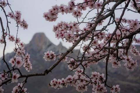 Spring landscape Stock Photos