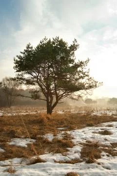 Spring landscape with a pine tree in the morning, russia Stock Photos