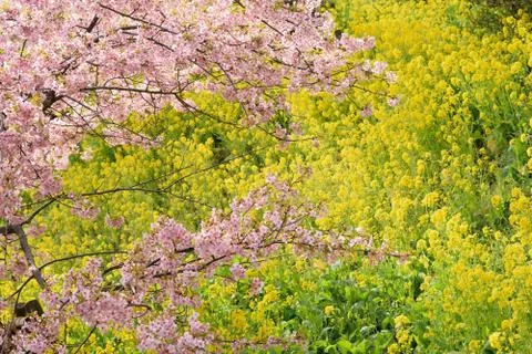 Spring Landscape of Pink Cherry Blossoms branches in Japan Stock Photos