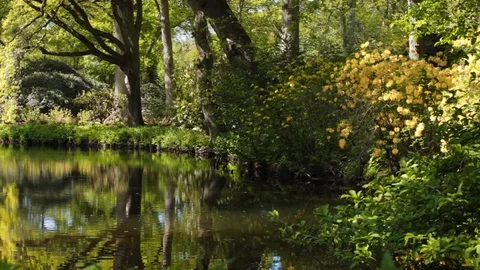 Spring landscape with pond and Rhododendron flowers. Stock Footage 129951733