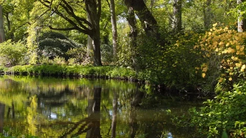Spring landscape with pond and Rhododendron flowers. Stock Footage 129951897