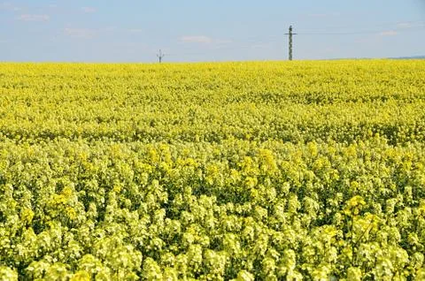 Spring landscape with rape field - Yellow field of canola - a food crop Stock Photos