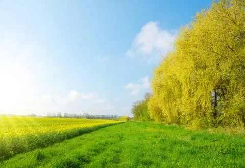 Spring landscape with rapeseed field Stock Photos