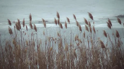 Spring landscape, reed in the wind Stock-Footage 10828595