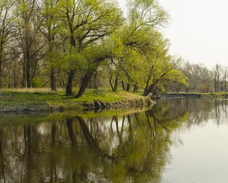 Spring landscape with a river and a grove of trees reflecting in the river. S Stock Photos