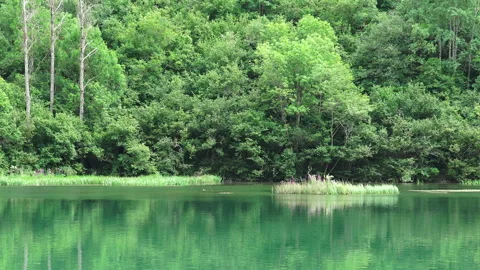 Spring landscape with a river and trees Stock Footage 104001681