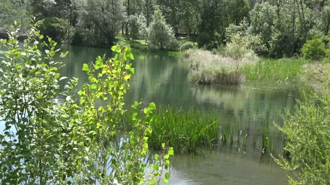 Spring landscape with a river and trees Stock Footage 104001749