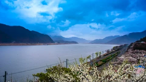 The spring landscape of the river where the plum blossoms bloom. Vidéo 145889926