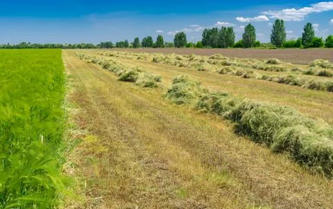 Spring landscape with rows of mown young wheat using as forage Stock Photos