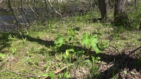 Spring landscape of Sakhalin island Video stock 75394149
