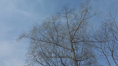 Spring landscape of Sakhalin island Stock Footage 76486059
